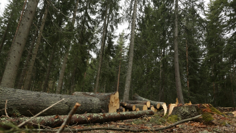 Кабинетът предлага промени в Закона за горите