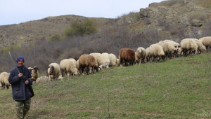 De minimis-ът за овце и кози ще е по 7 лева на животно - Agri.bg