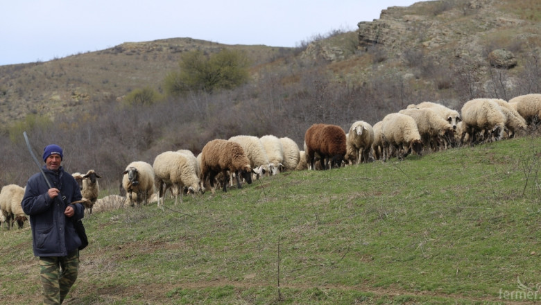 De minimis-ът за овце и кози ще е по 7 лева на животно