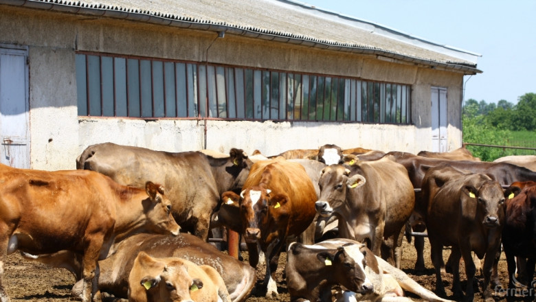 Иван Грънчаров: Оцеляването на млечните ферми зависи от тяхната ефективност