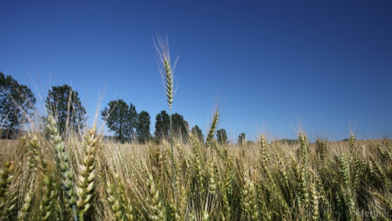 Красимир Аврамов: Търговците дават ниска стартова цена на пшеница 2015