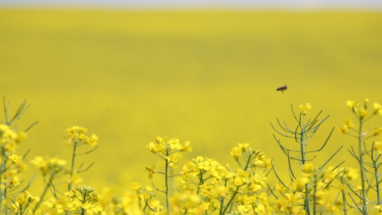 Предупреждават пчеларите за предстоящо пръскане на посеви в Плевен