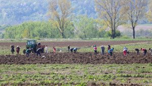 Кабинетът регламентира еднодневните трудови договори в агросектора - Agri.bg