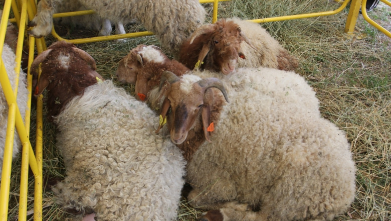 Овце Аваси иска Катар от българските фермери