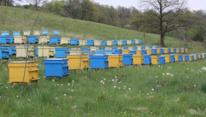 Пчелните семейства в България се увеличават  - Agri.bg
