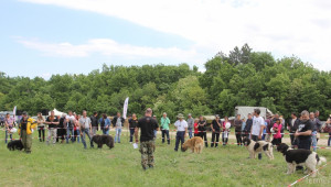 Отпускат се 30 000 лева за изложения на български овчарски кучета - Agri.bg