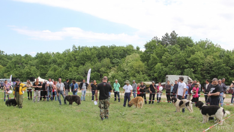 Отпускат се 30 000 лева за изложения на български овчарски кучета