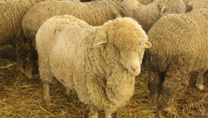 Катар иска да инвестира в овце, птици и пчели в България - Agri.bg