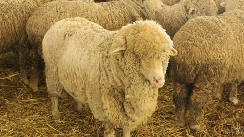 Катар иска да инвестира в овце, птици и пчели в България