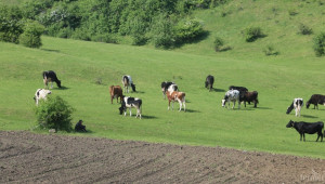 Съюзът на говедовъдите иска субсидия 20 ст/л. краве и 30 ст./л. овче мляко - Agri.bg