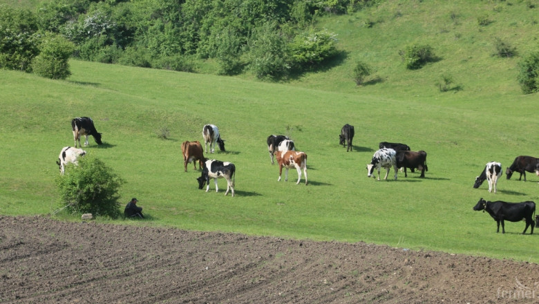 Съюзът на говедовъдите иска субсидия 20 ст/л. краве и 30 ст./л. овче мляко