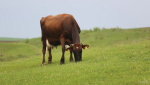Животновъдните ферми в България са намaлели с 34% за година - Agri.bg