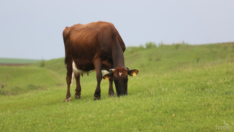 Животновъдните ферми в България са намaлели с 34% за година