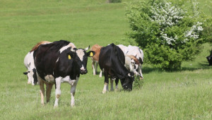 Заявления по схемата de minimis за крави и биволи се приемат до 15 май - Agri.bg