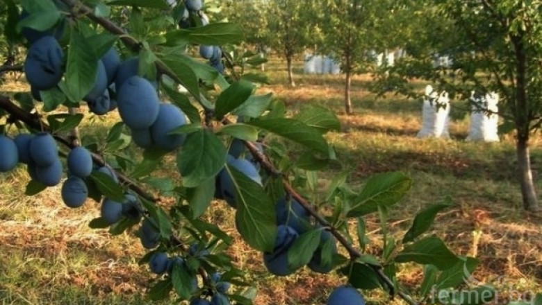 Учениците ядат все повече български плодове по схемата Училищен плод