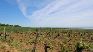 Мярката за събиране на реколта от грозде на зелено няма да се прилага през 2015 г.  - Agri.bg