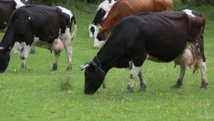 Проверки за качеството на млякото започва Агенцията по храните - Agri.bg