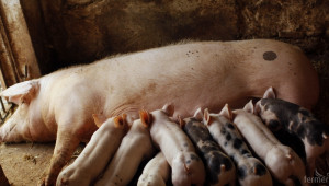 ЕК спира схемата за складиране на свинско месо - Agri.bg