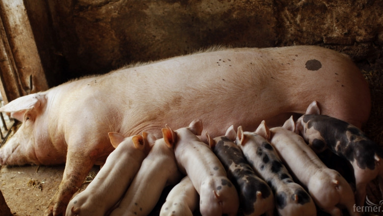 ЕК спира схемата за складиране на свинско месо