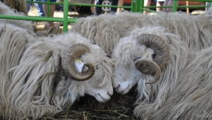 Събор на овцевъдите 2015 дава среща на фермерство, бит и занаяти (ВИДЕО) - Agri.bg