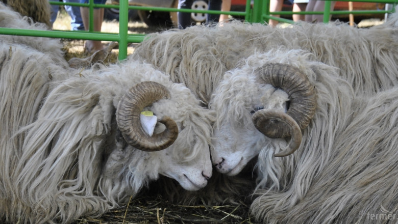 Събор на овцевъдите 2015 дава среща на фермерство, бит и занаяти (ВИДЕО)