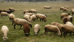 Румъния засилено изнася агнета и овце за Турция - Agri.bg
