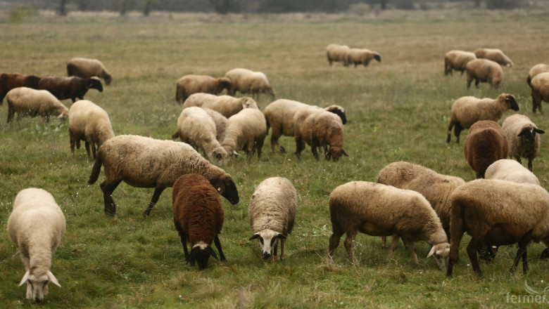 Румъния засилено изнася агнета и овце за Турция