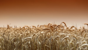 Очаква се абсолютен световен рекорд при реколтата от пшеница  - Agri.bg