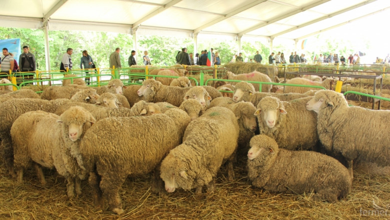 Съборът на овцевъдите набира изложители на овце, кози, коне и кучета