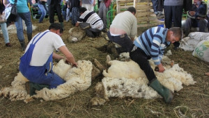 Съборът на овцевъдите набира участници за състезания по стрижба и доене