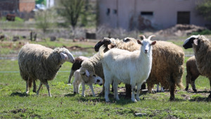 ДФЗ започва прием по De minimis за овце и кози от днес - Agri.bg