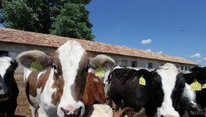 Над 8 200 крави са ваксинирани срещу Син език