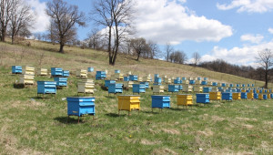 Пчелари поискаха строг контрол за нерегламентирани пръскания  - Agri.bg