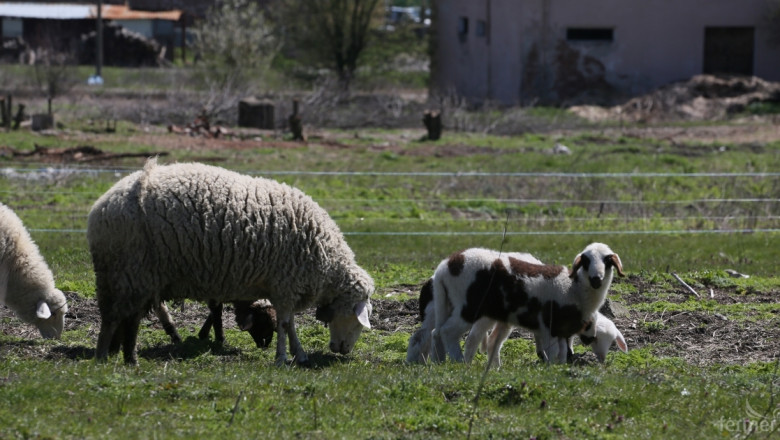 Овчари продадоха агнета, които откраднали от работодателя си