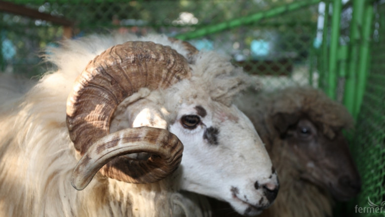 Фестивал на местните породи овце, коне и кучета организират в Чипровци