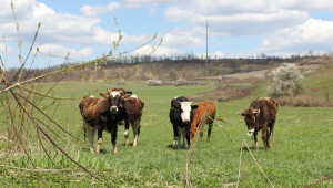 Фермери не са оптимисти за отдаването на пасища на реалните животновъди (ВИДЕО) - Agri.bg