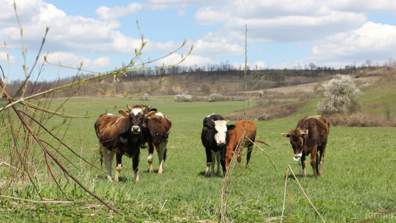 Фермери не са оптимисти за отдаването на пасища на реалните животновъди (ВИДЕО)