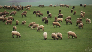 Фермери с над 50 овце/кози ще имат право на de minimis  - Agri.bg