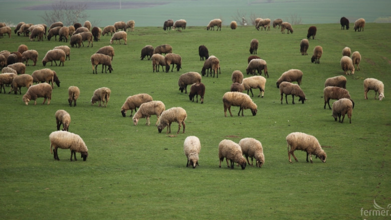 Фермери с над 50 овце/кози ще имат право на de minimis 