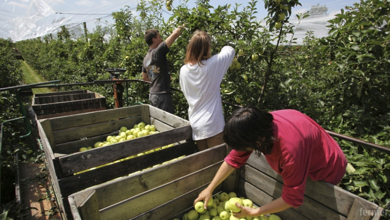 Дневни договори ще регламентират сезонния труд в сектор Плодове и зеленчуци