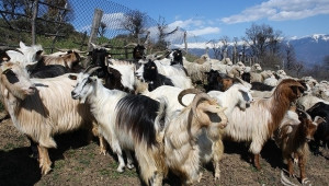Фермери ще покажат редки породи овце и кози на изложение през април