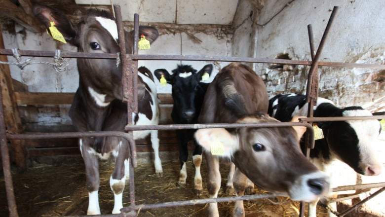 До 10 дни ще започне ваксинация на говедата за Син език