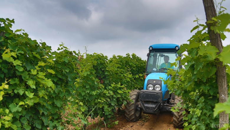 Променена е Програмата за лозаро-винарския сектор 2014-2018