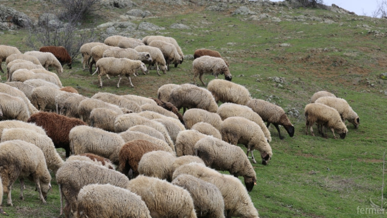 МЗХ ще разгледа опцията за De minimis за говеда, овце майки и кози майки