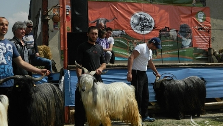Базар за агнета и дефиле на дългокосмести кози се провежда днес в Кресна