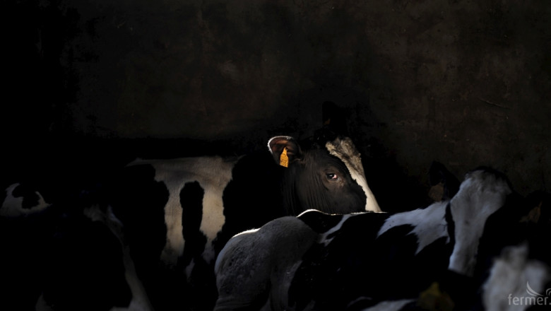 Започва ваксинация и на крави срещу Син език (ОБНОВЕНА)