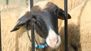 Над 1 000 000 овце са ваксинирани срещу Син език, отчете БАБХ