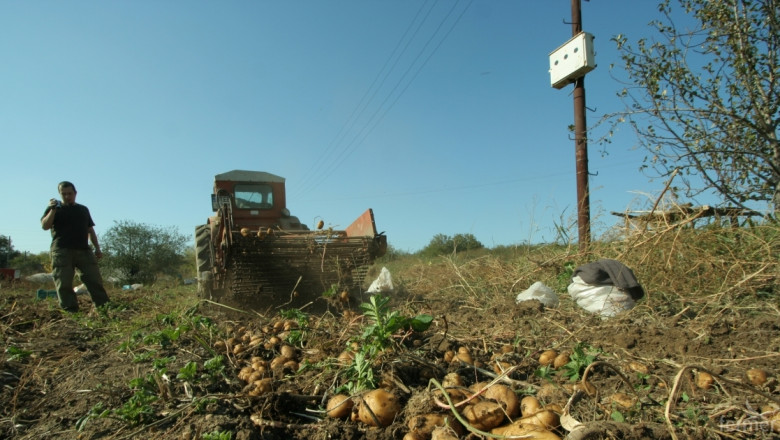 Близо 30% e спадът в производството на картофи в България