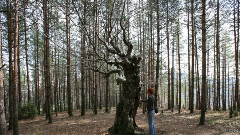 Министър Десислава Танева ще открие Седмица на гората 2015 