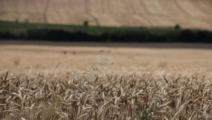 Пшеницата в България е поевтиняла с 24% за година, отчита ССБ - Agri.bg